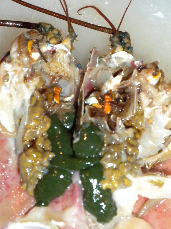 How To Tell If A Lobster is Male or Female ChefTalk Blog